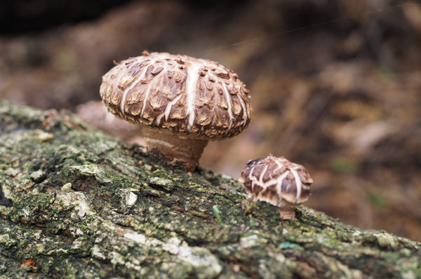 How to deliciously preserve the shiitake mushrooms. Its weakness is moisture.